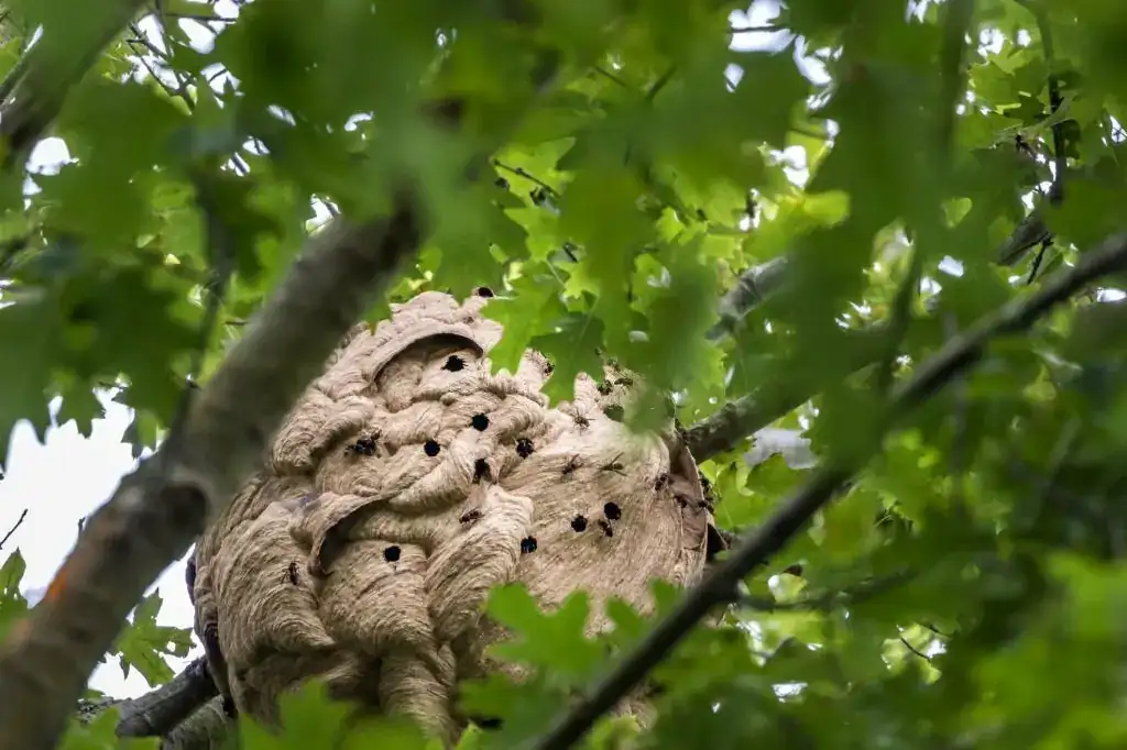 destruction de nid de guêpes Argentat-sur-Dordogne
