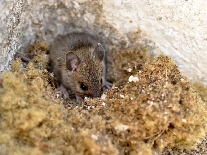 Dératisation : Anticipez pour mieux protéger votre habitat